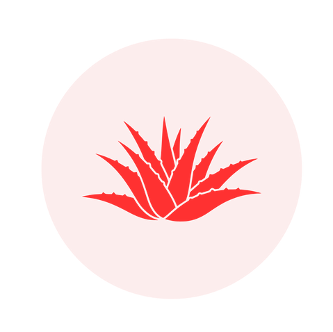 Aloe Vera Plant Icon